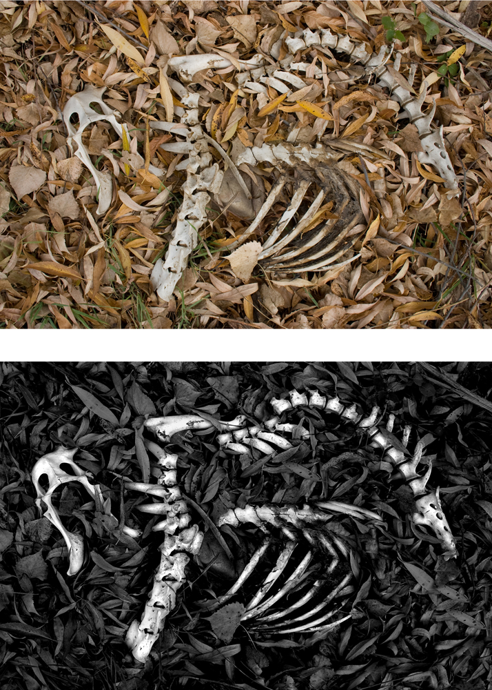 Skeleton - Before and After SMALL