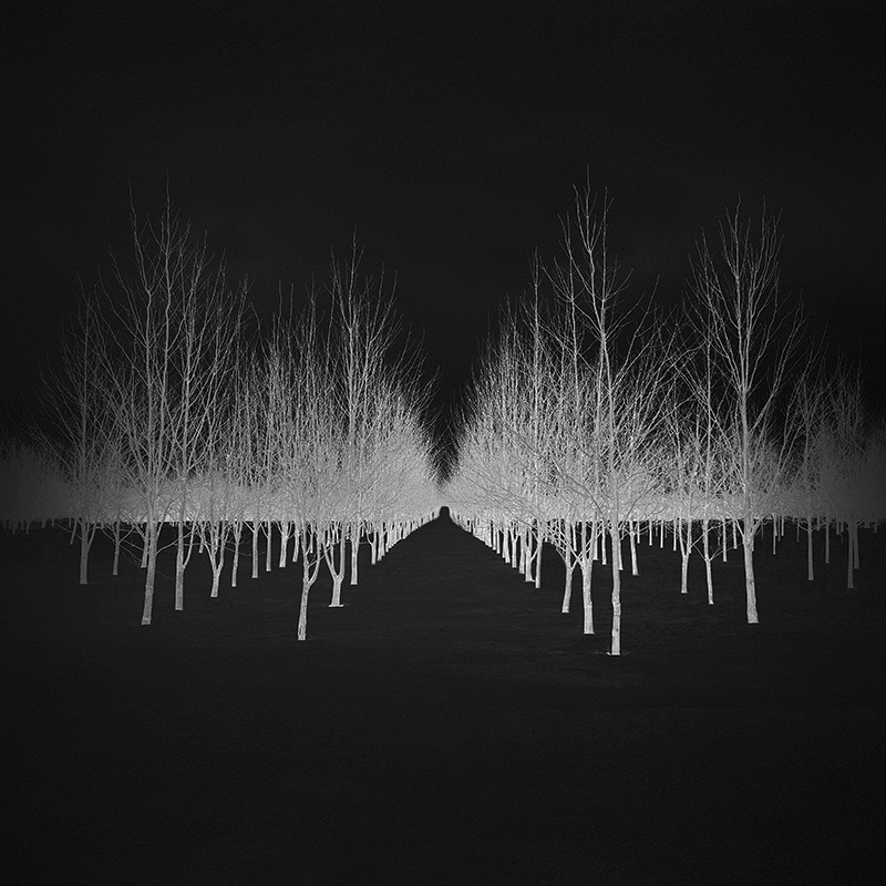 photographic negative