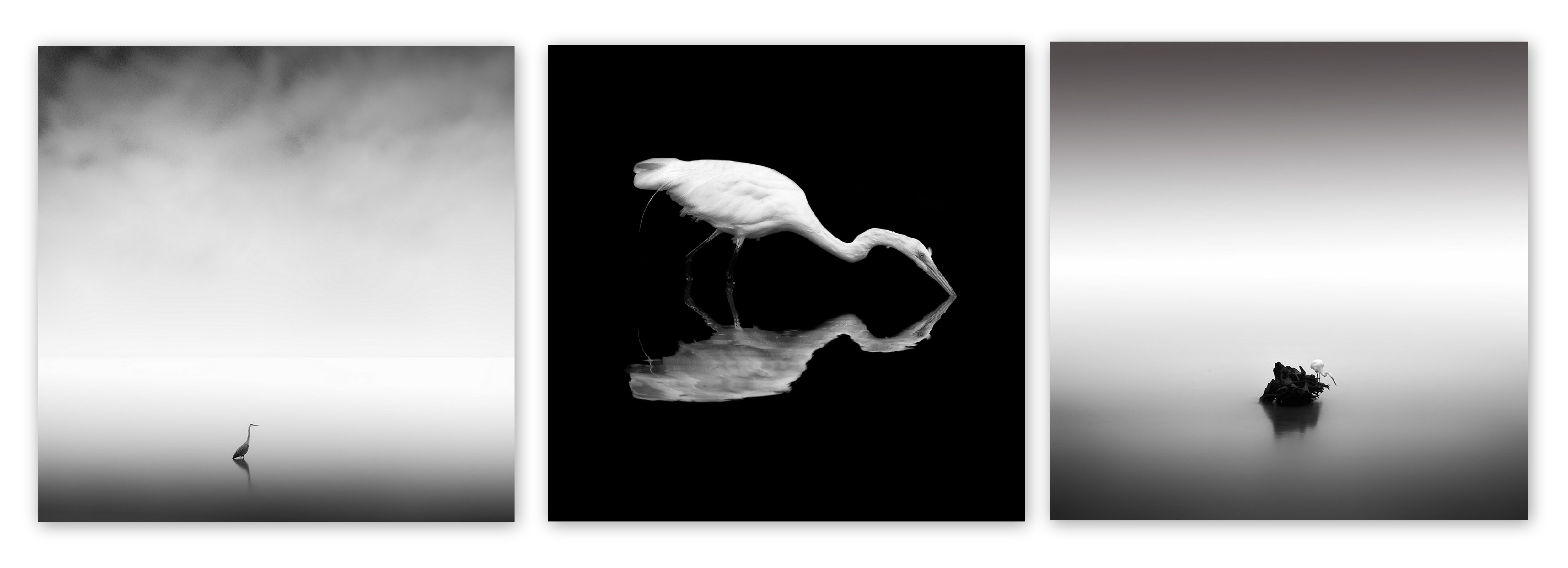 Nathan Wirth - Heron Study